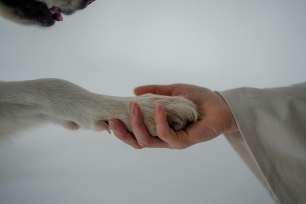 Hundepfote und Menschenhand